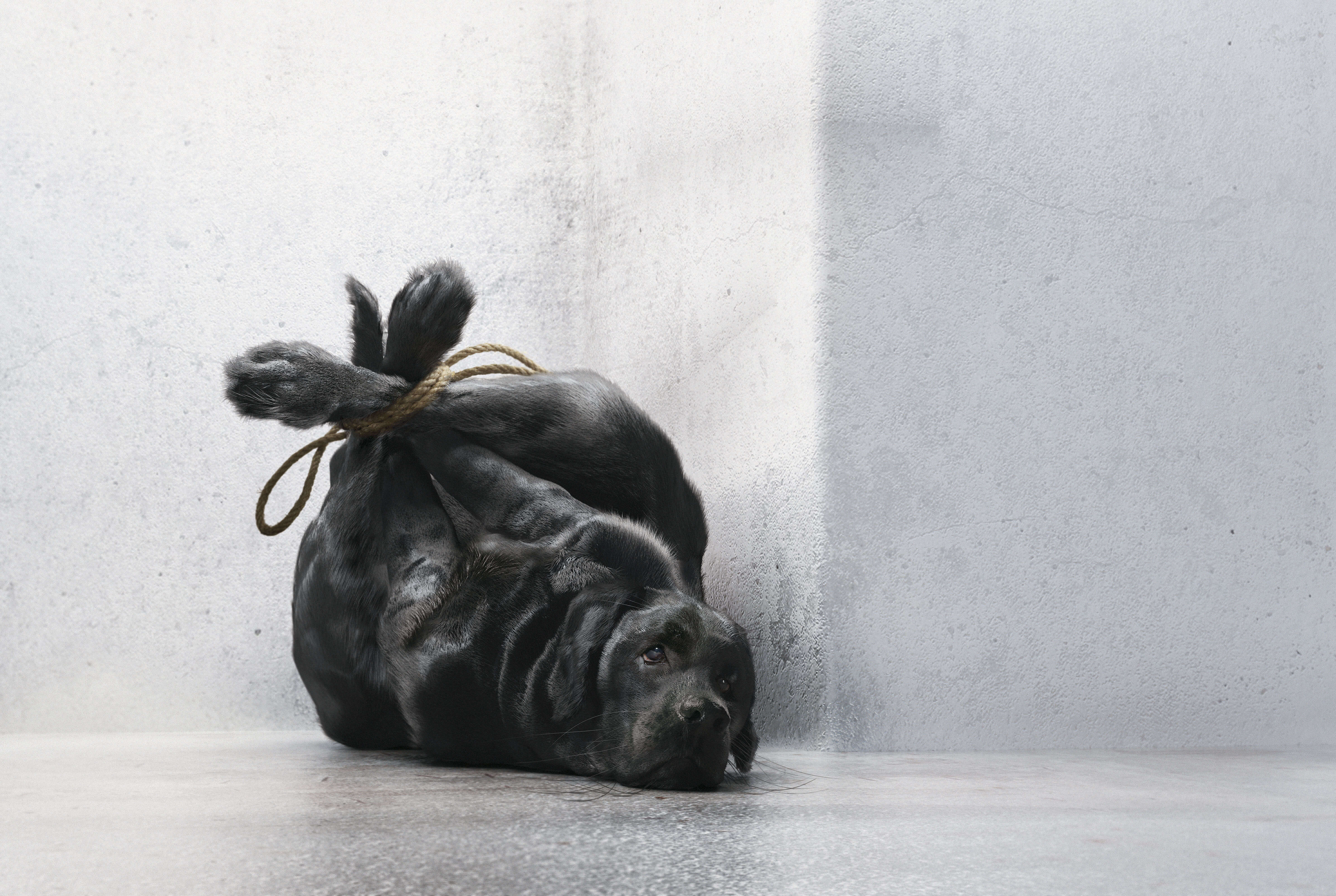 Animals In The Rights