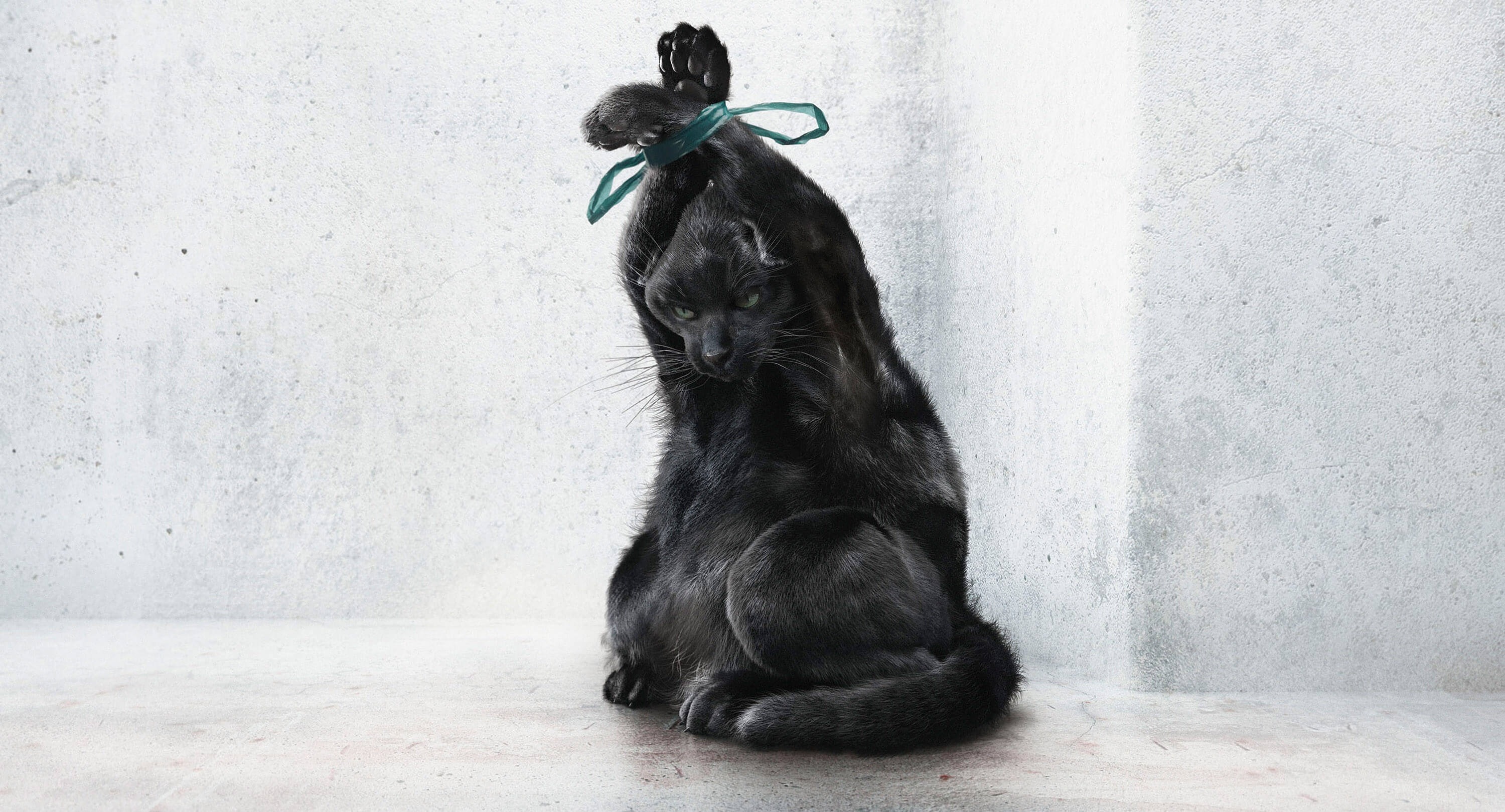 new work splash cat